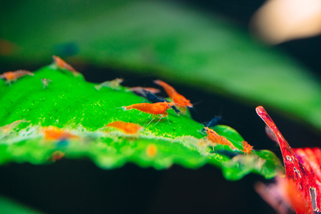 cherry shrimp on leaf