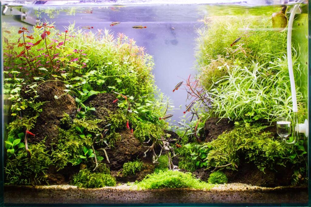 large cherry shrimp tank with fish
